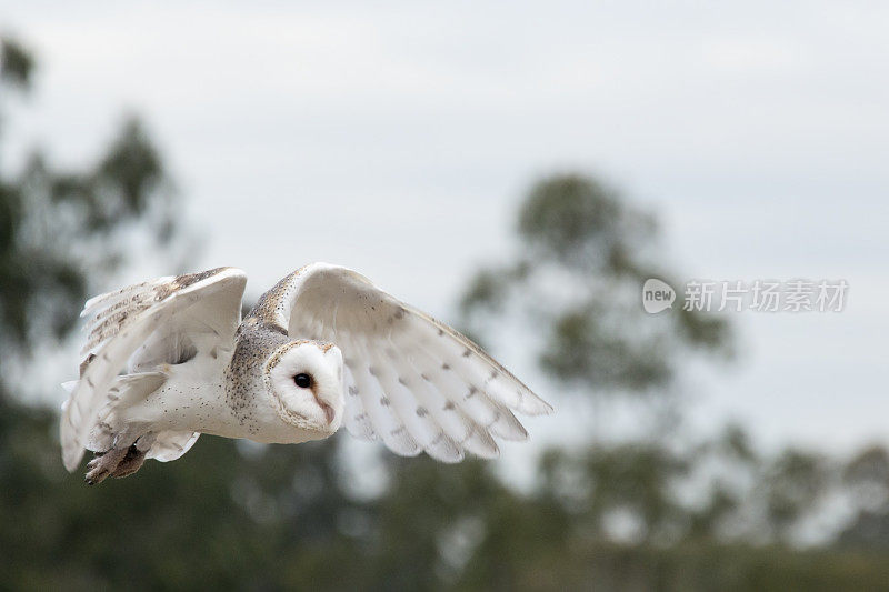 普通仓鸮(Tyto alba)飞行